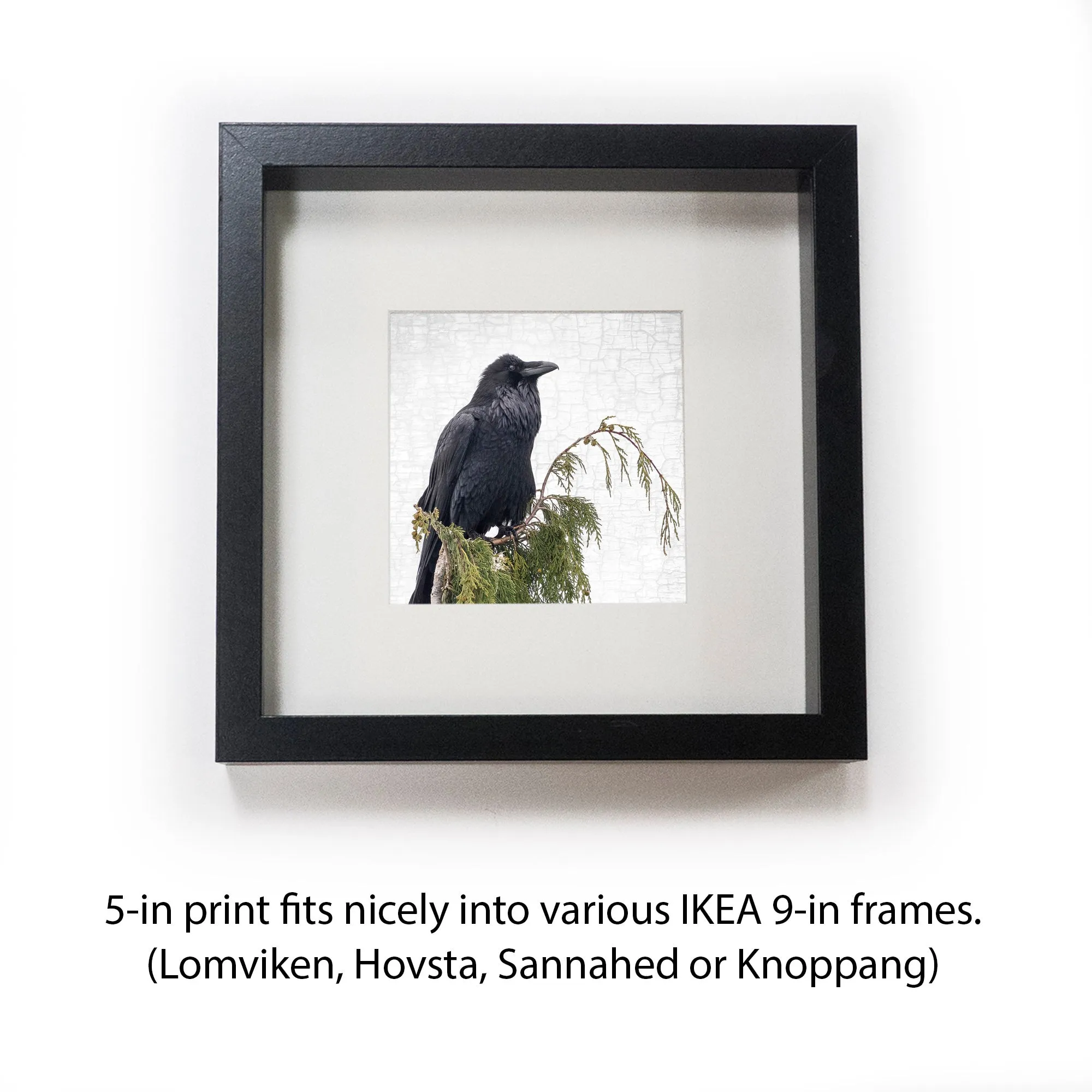 RAVEN ON CEDAR - Fine Art Print, Raven Portrait Series