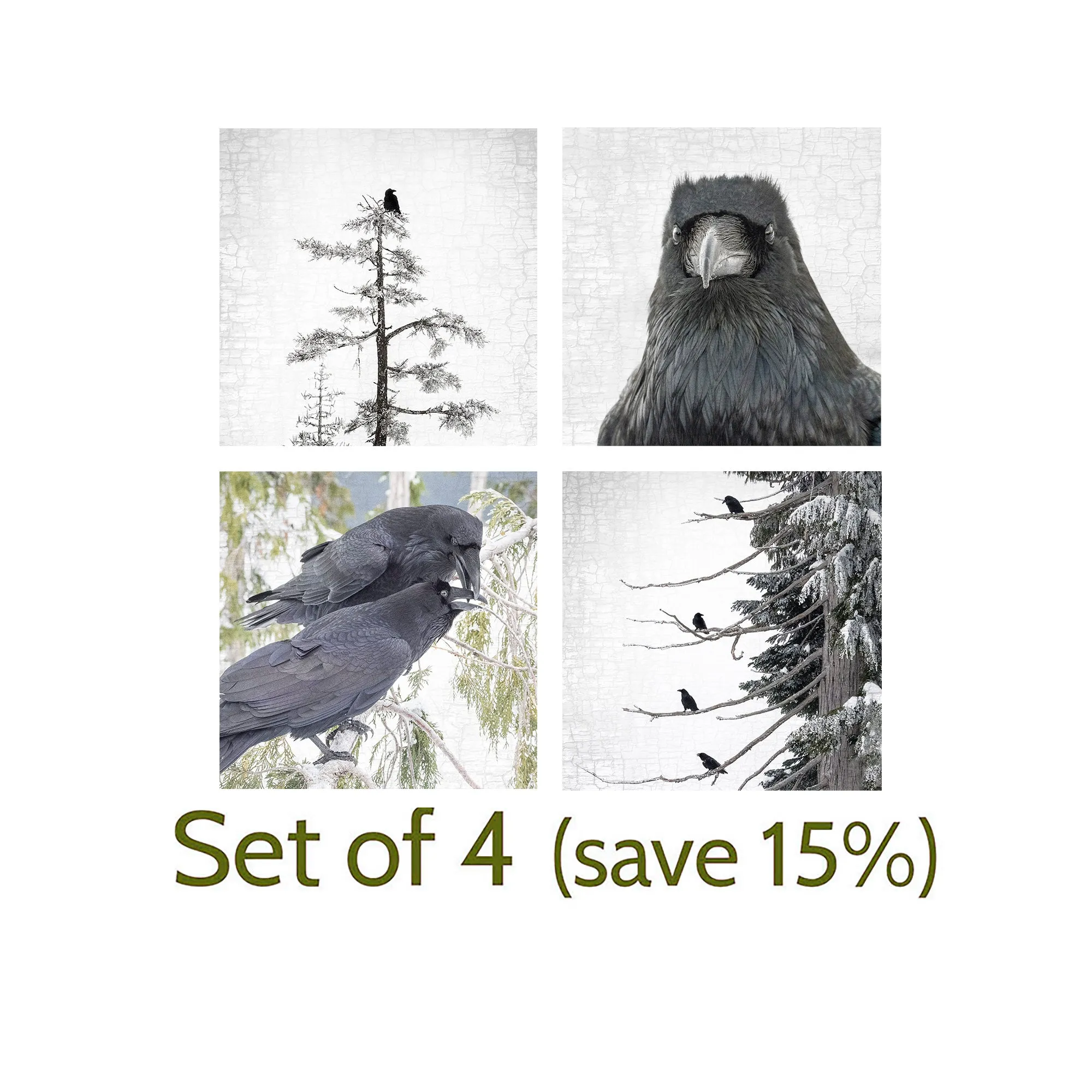 RAVEN ON CEDAR - Fine Art Print, Raven Portrait Series